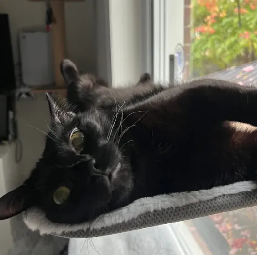 🎅Christmas Sale 50% OFF🐱Foldable Cat Hammock
