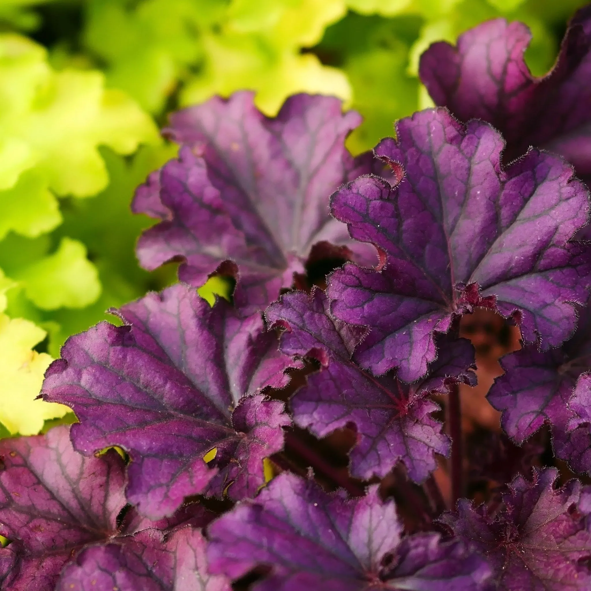 Heuchera 'Plum Pudding' 2L